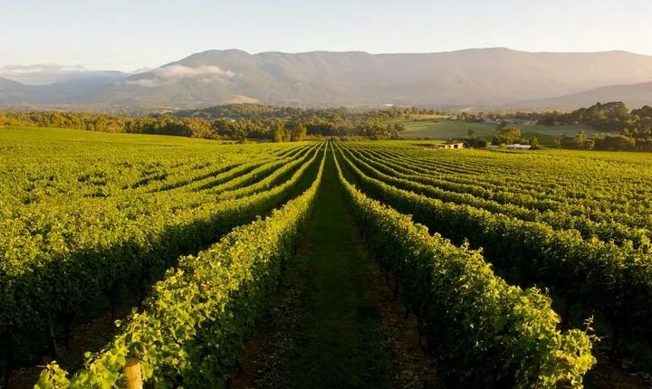 Half-Day Swan Valley Walk & Fruit Orchard