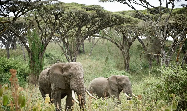 2 Days Safari Tour in Tarangire and Ngorongoro Crater