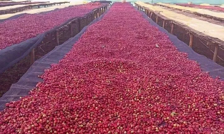 5 Days coffee Tour in Ethiopia