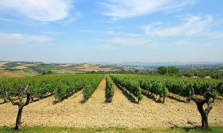 Visit the Marchesi de Cordano winery and taste its wines