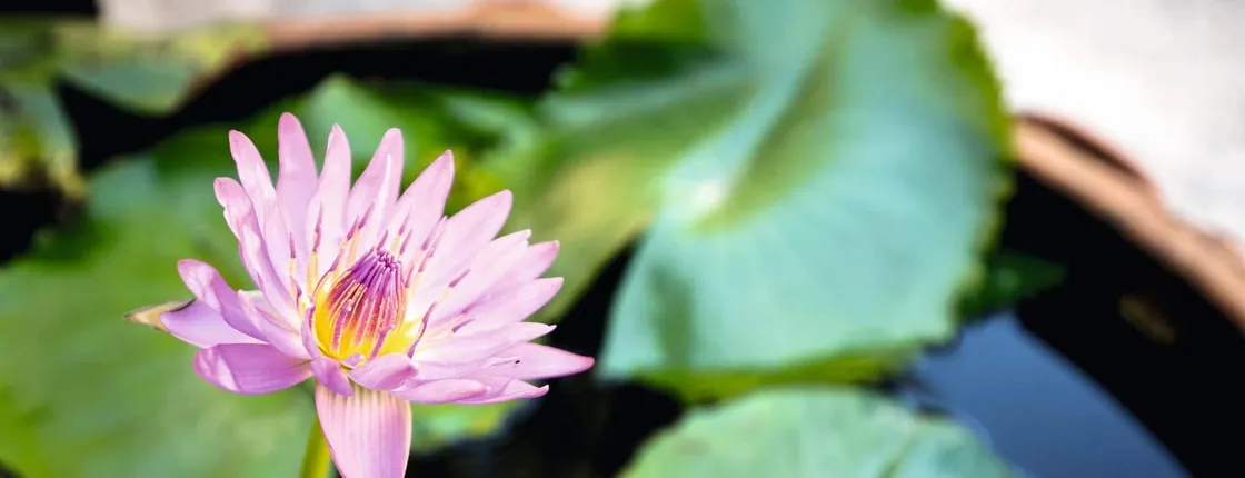 Half-day family fun botanical garden visit in Crete