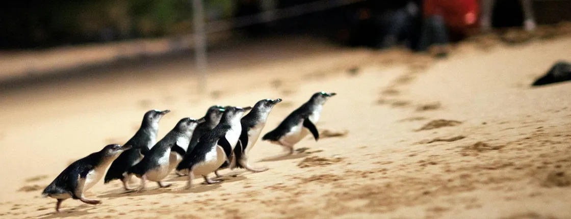 Phillip Island Penguin Parade small-group tour