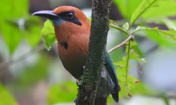 Full Day Private Bird and Nature Sightseeing Tour in Pipe Line 