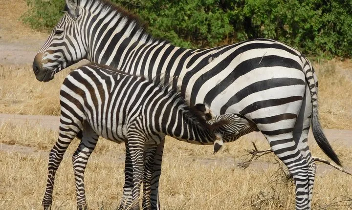 Tarangire -Serengeti & Ngorongoro Crater Budget camping safari