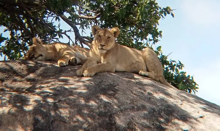 2 Days Comfort Tarangire National & Ngorongoro Crater Tour