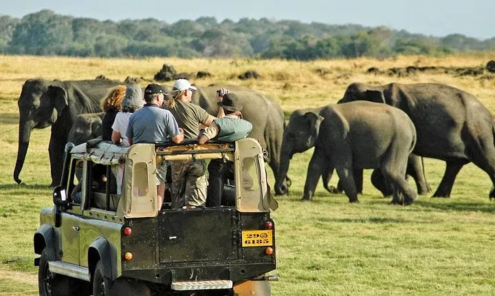 Afternoon Game Drive at Minneriya National Park