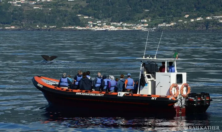 Whale and Dolphin Watching in Pico Island - Half Day