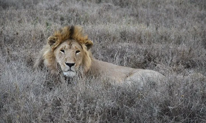 2 Days Safari through Tarangire NP and Lake Manyara NP