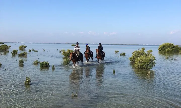 Mangroves ride