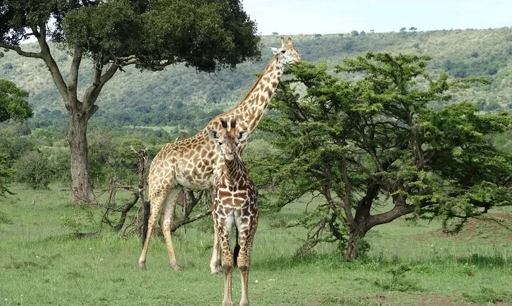 10 Days Calving Season & Zanzibar Special