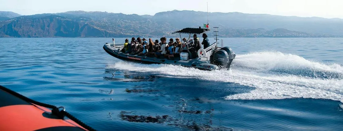 Dolphin and whale watching speedboat tour ticket