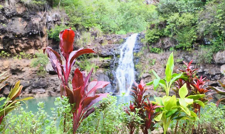 Swim at Oahu Waterfall in Waimea with Coffee, Lunch and Dole
