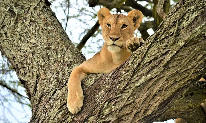 8 Day Green Season&The great migration