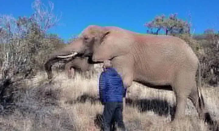 Elephant Walk Guided Half Day Tour from Johannesburg