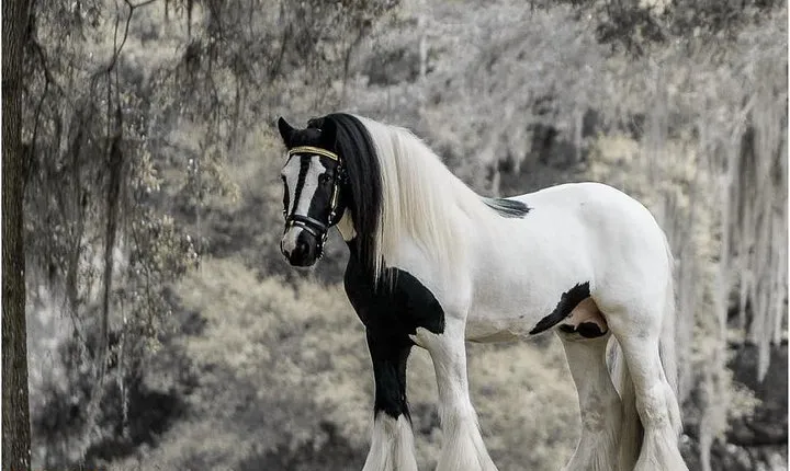 Gypsy Gold Horse Farm Tour