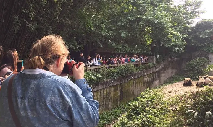 Chengdu Panda Base and Leshan Giant Buddha in One Day