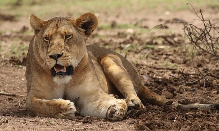 6-day Private Camping Safari Tour from Kilimanjaro Airport