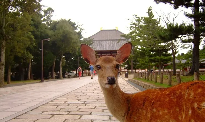 Kyoto Nara day tour with Kobe beef/pork hotpot lunch Osaka/Kyoto