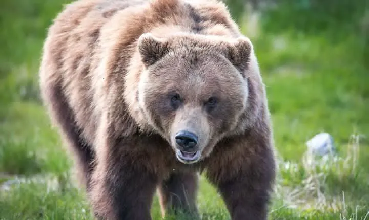 Alaska Wildlife Tour