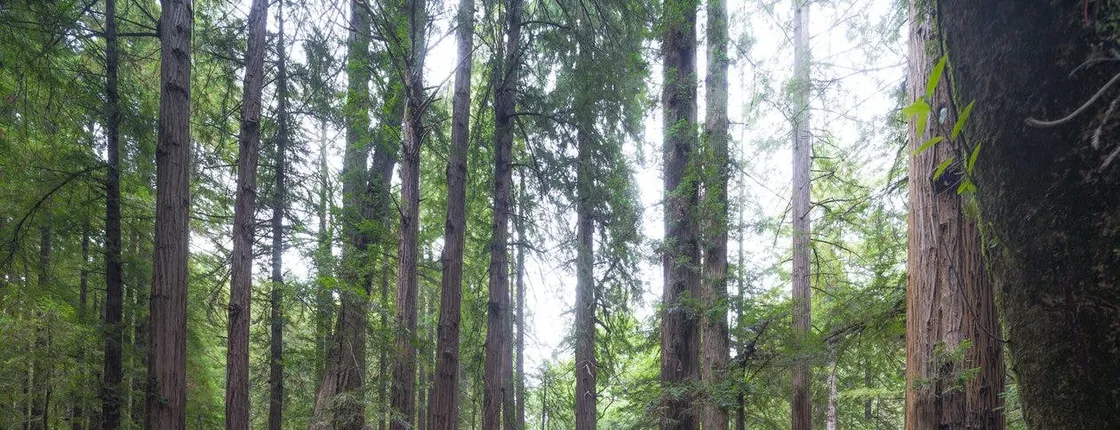 Muir Woods and Sausalito tour with Escape from the Rock cruise