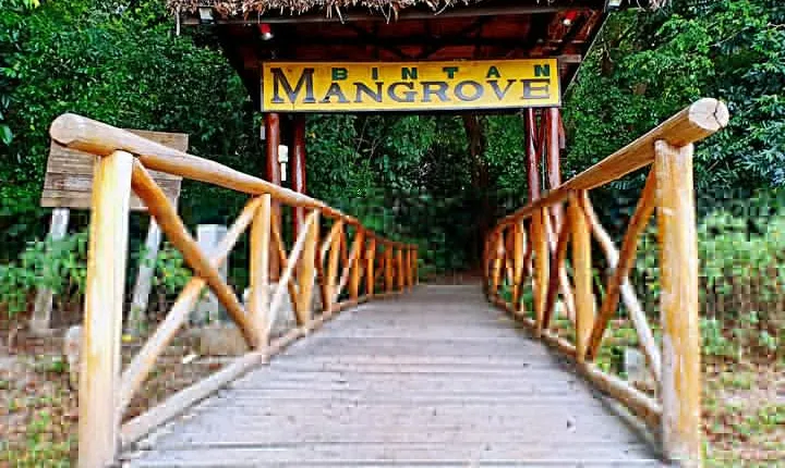 Bintan Mangrove Discovery Tour