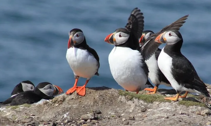 Inner Farne National Trust Bird Sanctuary - 3 hr trip to the Farne Islands