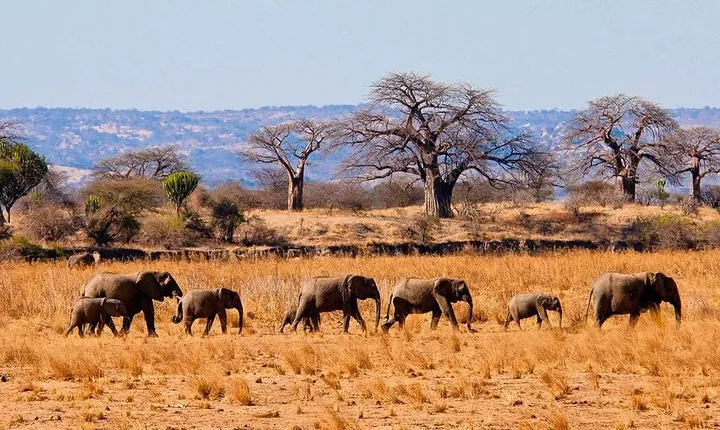 3 Days Tarangire National park Wildlife Safari