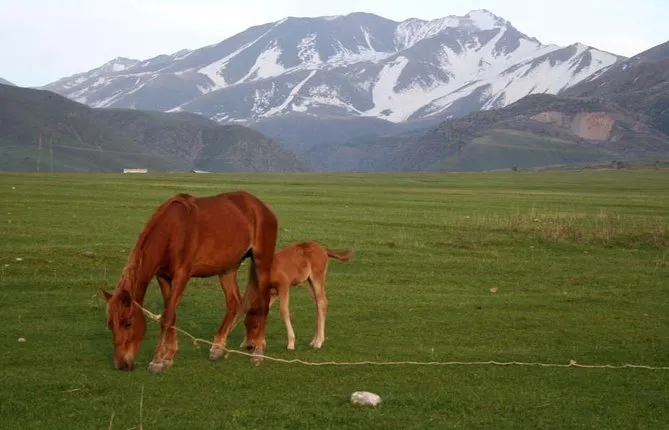 Trekking in Aksu-Zhabagly nature reserve (2 days)
