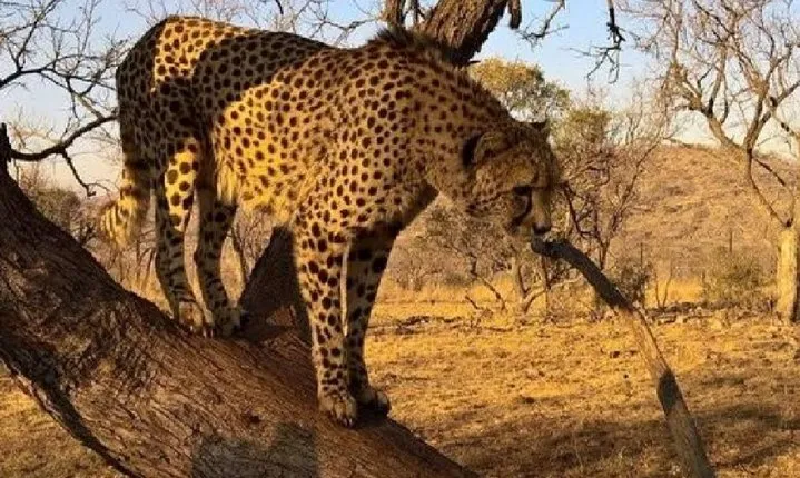 Captivating Safari Lion Park Experience (Half Day Guided Tour)