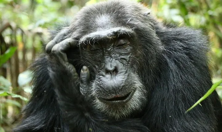 12 Days Uganda Safari with Primate Trekking