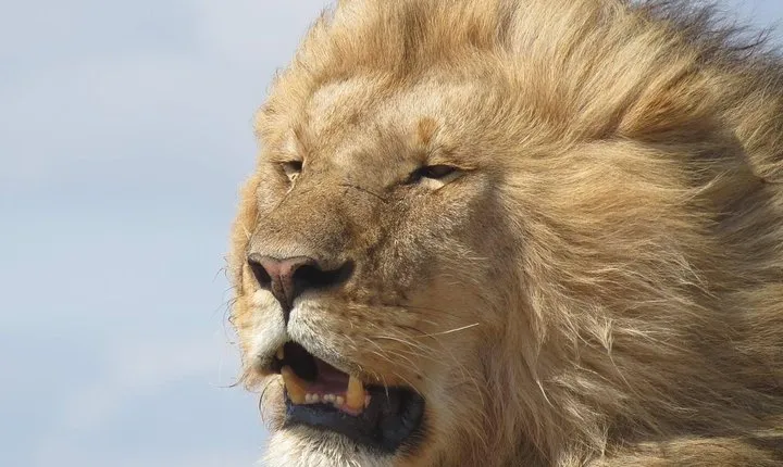 9 Days Safari To See Great Migration Crossing