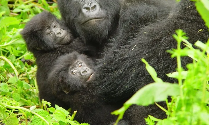 2 Days Gorilla Trekking with Culture Experience and Twin Lakes Visit