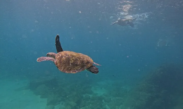 Ras al-Khaimah: Private Snorkeling with turtles with BBQ food