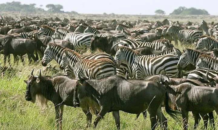 4 Days Join Group tour Tarangire Serengeti and Ngorongoro crater