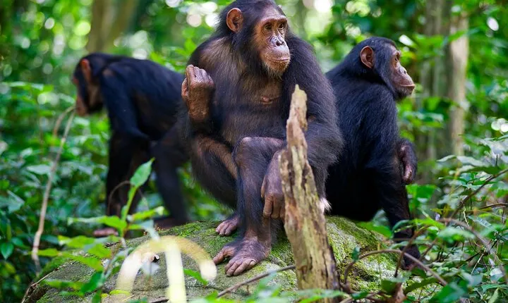 Experience Chimpanzee trekking in Gombe.
