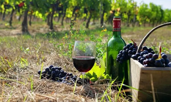 Private wine tour to Khor Virap, Areni winery, Noravank