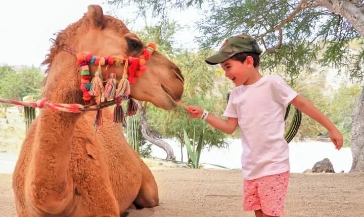 Guided Canyon Camel Ride in Wild Canyon Adventure Park