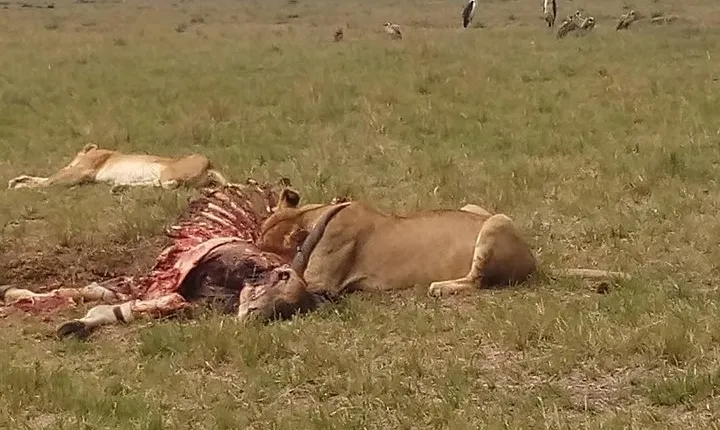 2 Days Safari to Maasai Mara NR - Mid range.