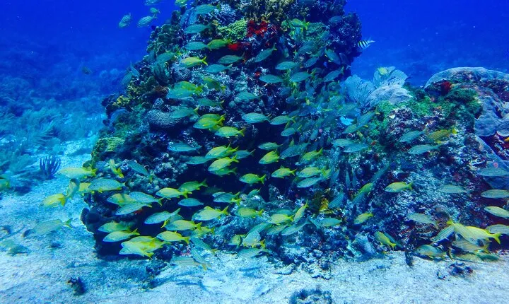 Scuba Diver Certification Course