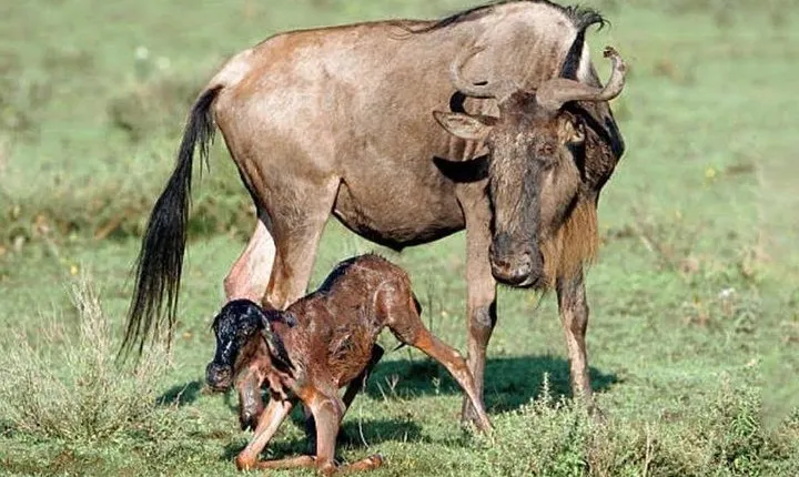 Experience A Taste of Local Life in Luxury Safari