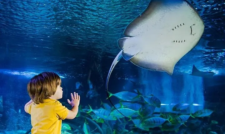 SEA LIFE Manchester Admission Ticket