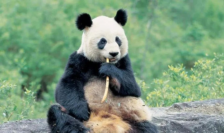 Best of Chengdu: Panda Visit and Cooking Class Experience