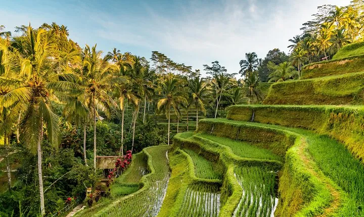 Private Ubud Day Tour