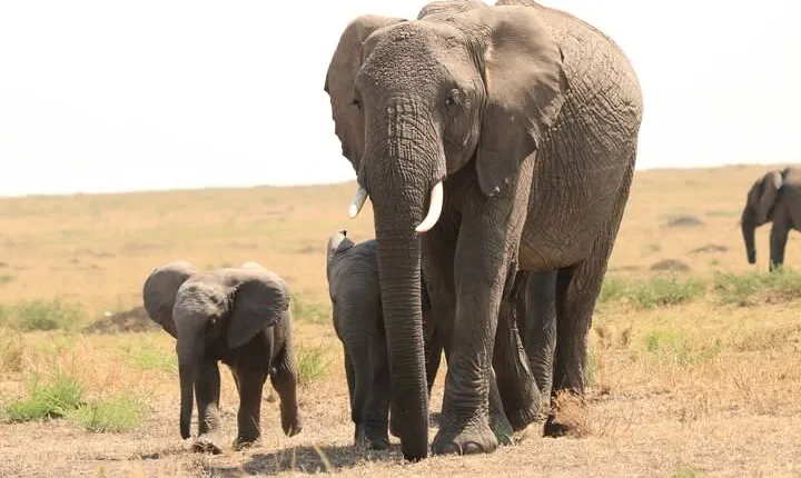 1-Day Safari-Trip to Tarangire National Park