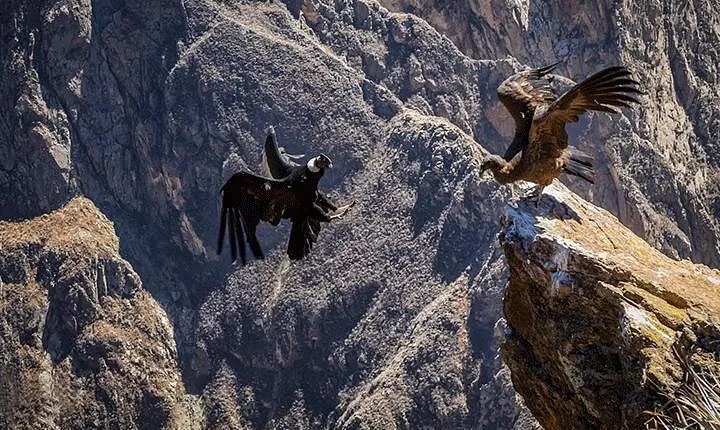 Trekking to the Canyon of Condors Llahuar-Fure-Oasis 4d-3n