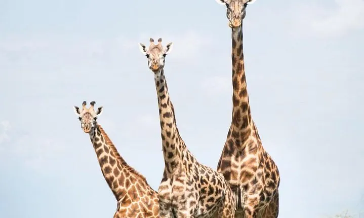7 days great migration safari