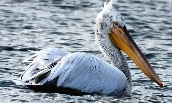 Birdwatching Albania