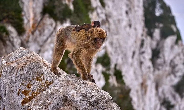 Gibraltar and Mijas Tour from Málaga