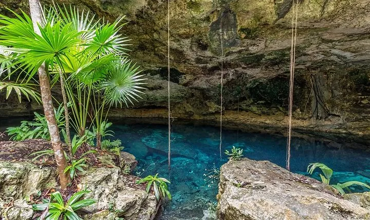 Spider Monkey, Coba and Cenote
