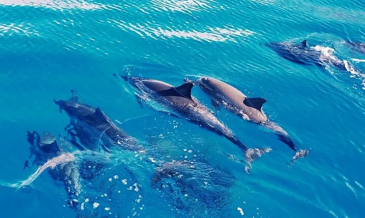Swim with Dolphins on the West Coast of Oahu